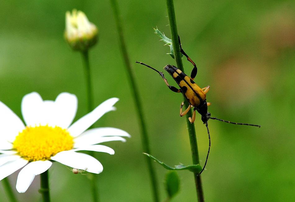 La vita in un fiore: terza parte